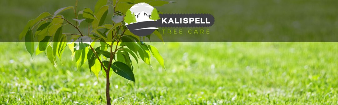 Local Tree Care Service
