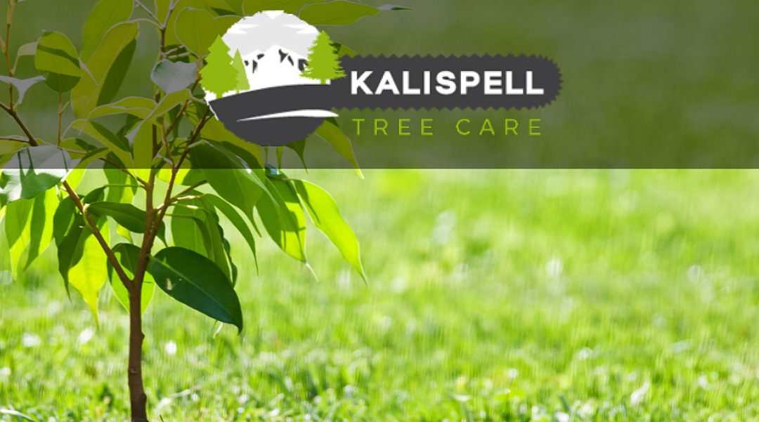 Local Tree Care Service